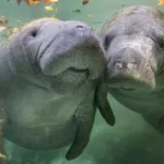 Fun Facts About Manatees: Gentle Giants of the Ocean