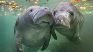 Fun Facts About Manatees: Gentle Giants of the Ocean