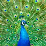 Fun Facts About Peacocks: Amazing Feathers & Unique Behaviors