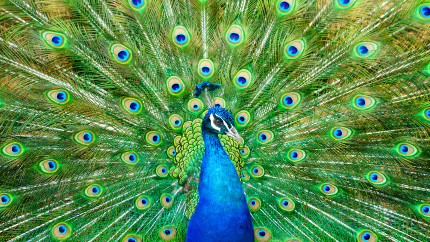 Fun Facts About Peacocks: Amazing Feathers & Unique Behaviors