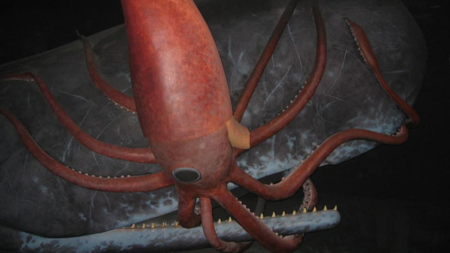 How Many Giant Squids Are There? Unveiling the Mystery
