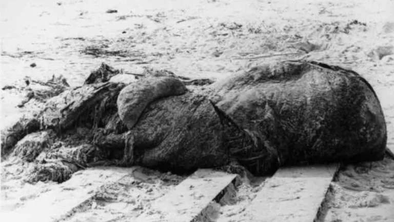Globster Face: Unmasking the Mystery of Ocean Mysteries
