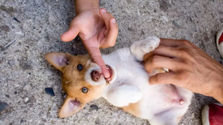 Do Gorillas Have Belly Buttons? Gorilla Navel Facts Explained