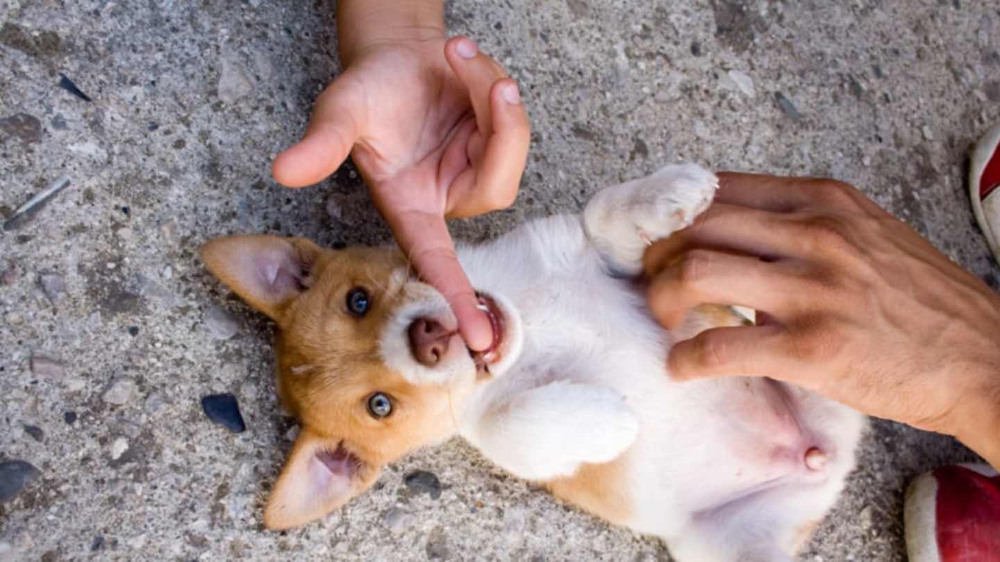 Do Gorillas Have Belly Buttons? Gorilla Navel Facts Explained