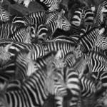 Group Of Hyenas Called: Cackle