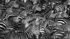 Group Of Hyenas Called: Cackle