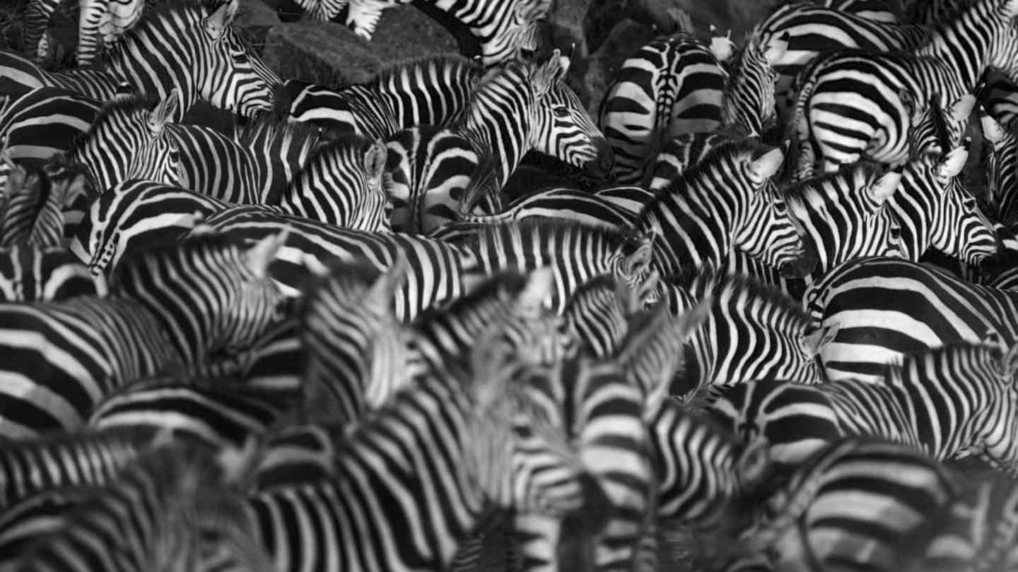 Group Of Hyenas Called: Cackle