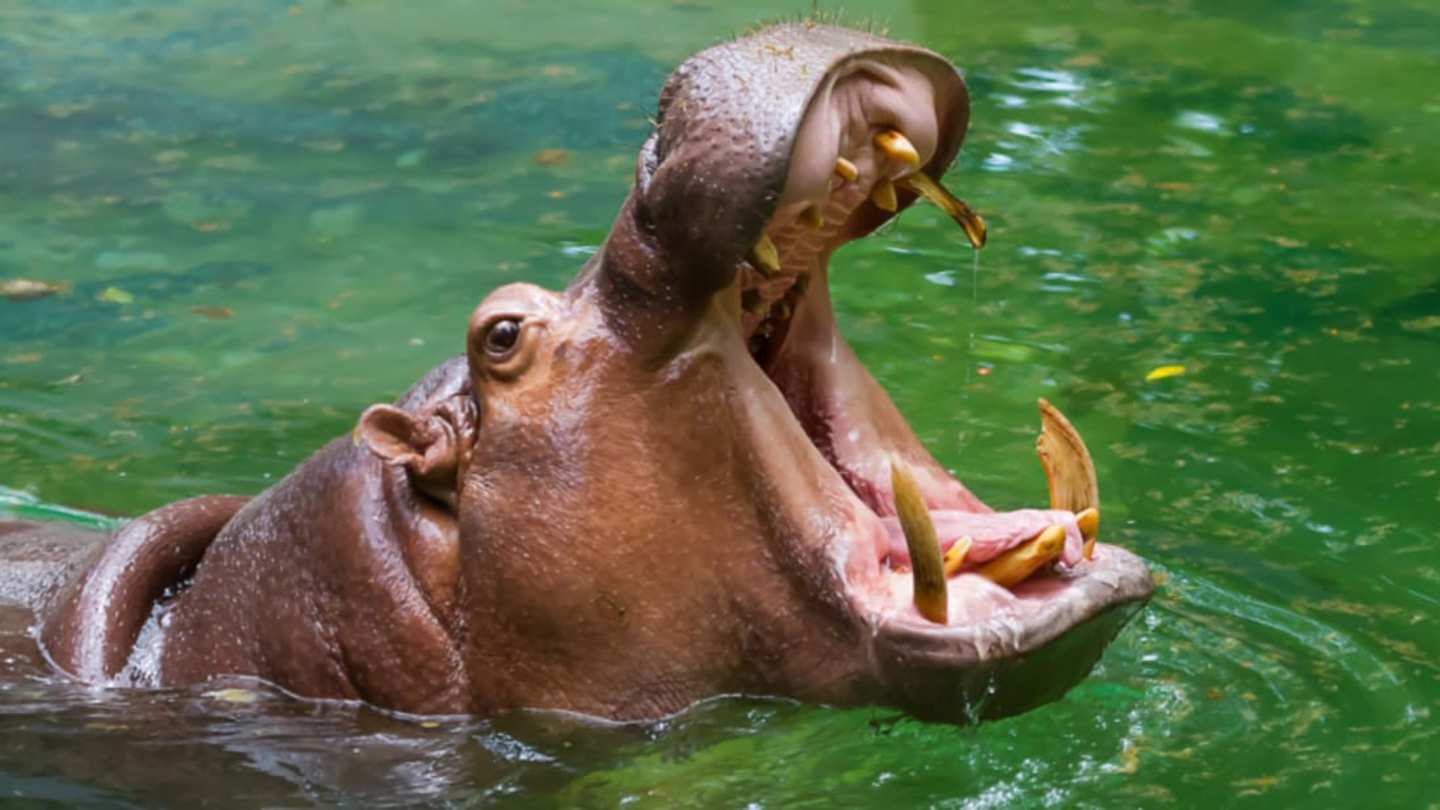 Hippo Carnivore: Unexpected Meat-eating Habits Of Hippos