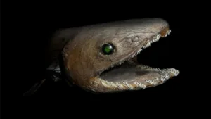Interesting Facts About the Frilled Shark: Deep-Sea Dweller