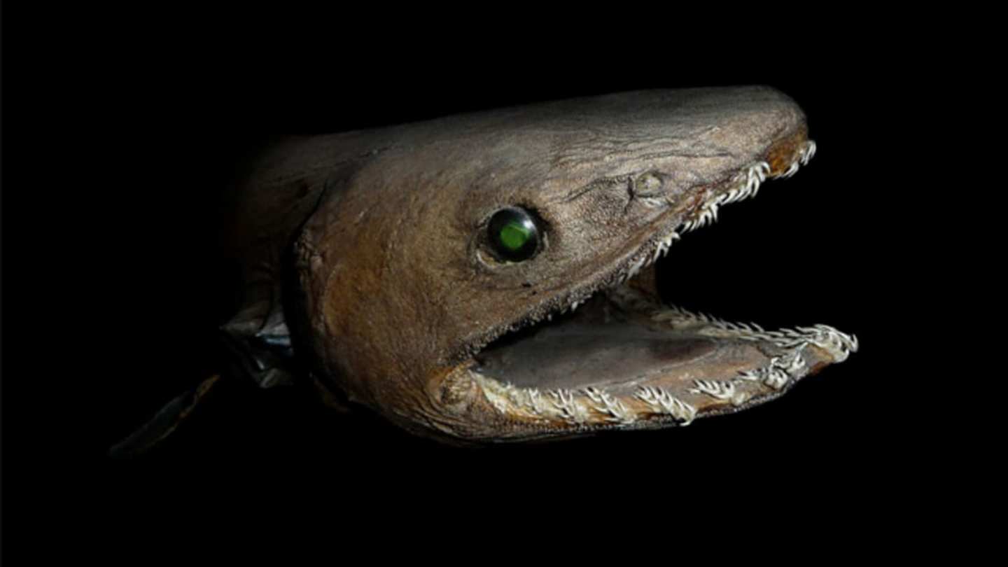 Interesting Facts About the Frilled Shark: Deep-Sea Dweller