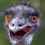 Ostriches Is An Emu And Ostrich: Similarities And Differences