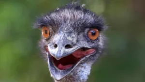 Ostriches Is An Emu And Ostrich: Similarities And Differences
