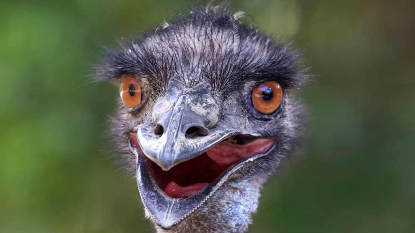 Ostriches Is An Emu And Ostrich: Similarities And Differences