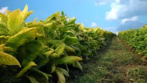 Is Tobacco Edible? Surprising Nutritional Benefits & Risks