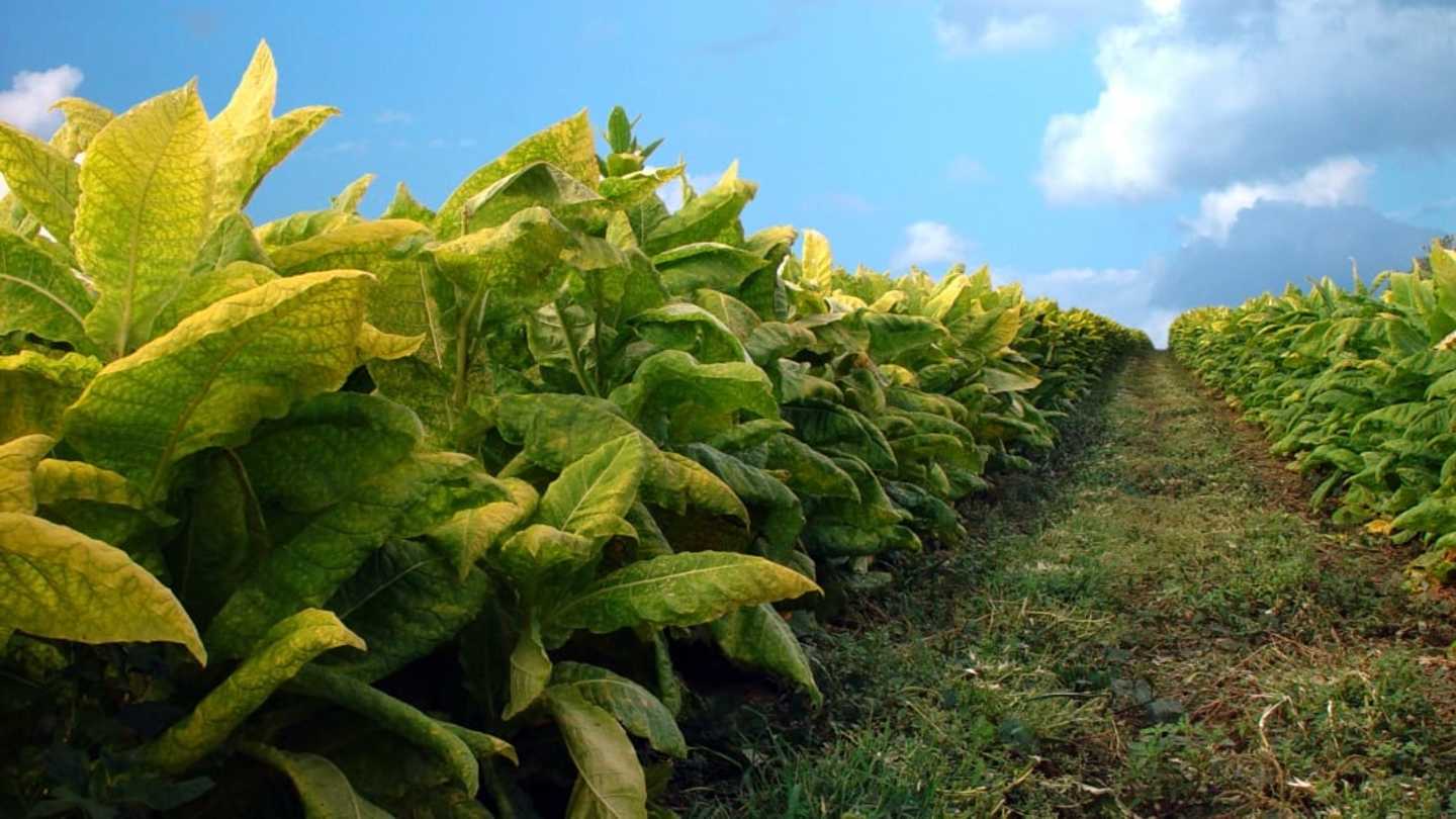 Is Tobacco Edible? Surprising Nutritional Benefits & Risks