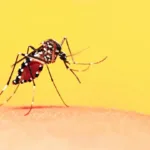 Slang for Mosquito: Unique Names Across North America