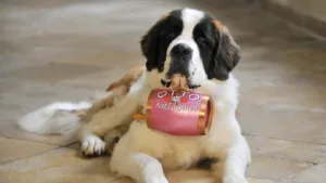 Bernese Mountain Dog Barrel: Unraveling the Legend