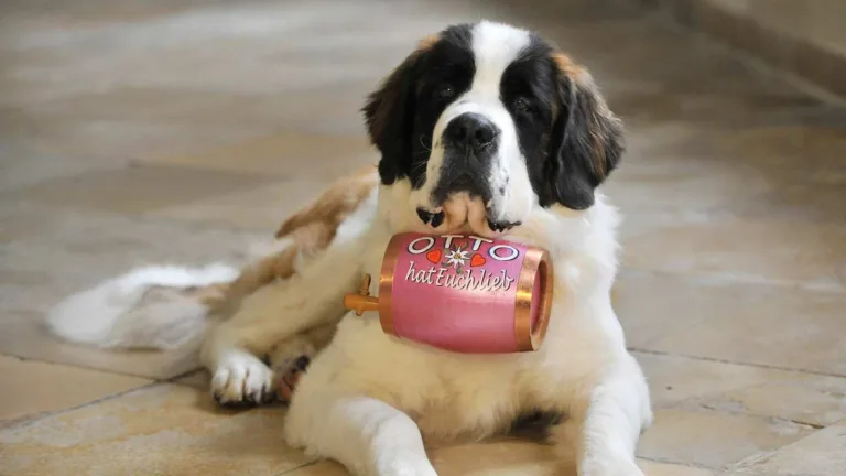 Bernese Mountain Dog Barrel: Unraveling the Legend
