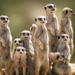 Wild Animals That Look Like Cats: Feliformia Suborder