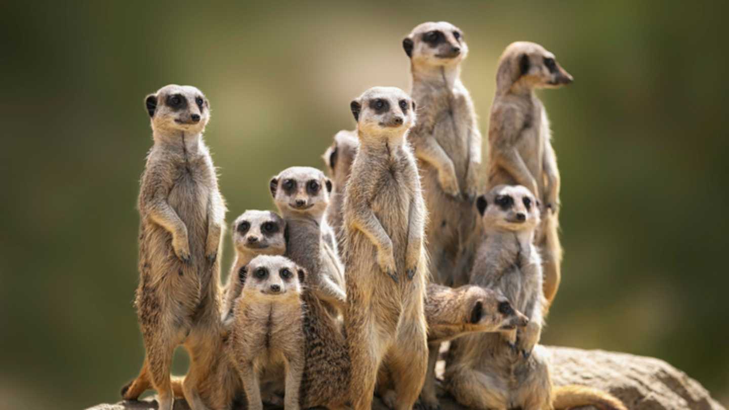 Wild Animals That Look Like Cats: Feliformia Suborder