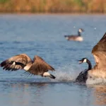 Origin of Wild Goose Chase: From Horse Races to Pointless Quests