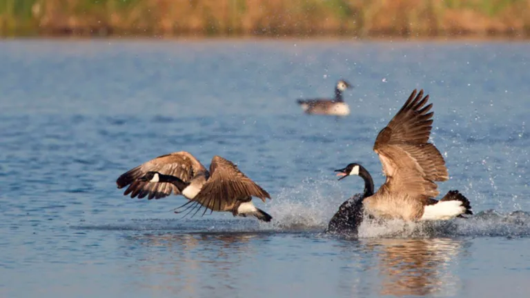 Origin of Wild Goose Chase: From Horse Races to Pointless Quests