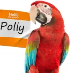 Parrot Polly: Why Are Parrots Called Polly?