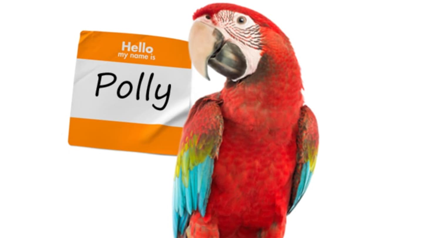 Parrot Polly: Why Are Parrots Called Polly?