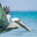Fun Facts About Pelicans: Unique Traits and Behaviors