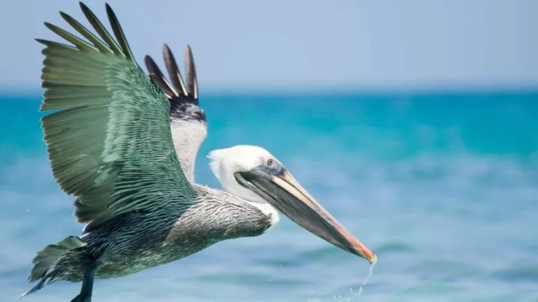 Fun Facts About Pelicans: Unique Traits and Behaviors