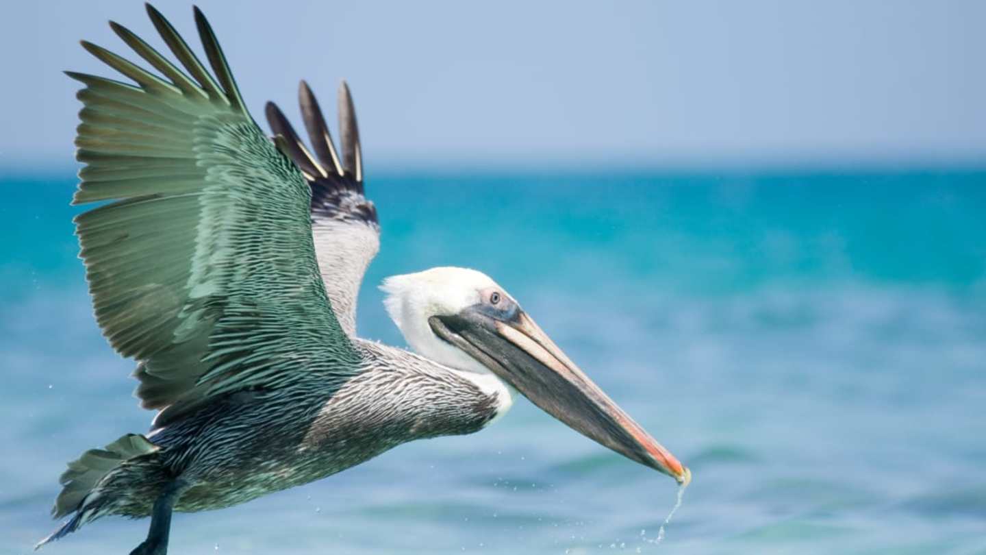 Fun Facts About Pelicans: Unique Traits and Behaviors