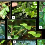 Plants That Camouflage: Amazing Survival Tactics