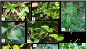 Plants That Camouflage: Amazing Survival Tactics