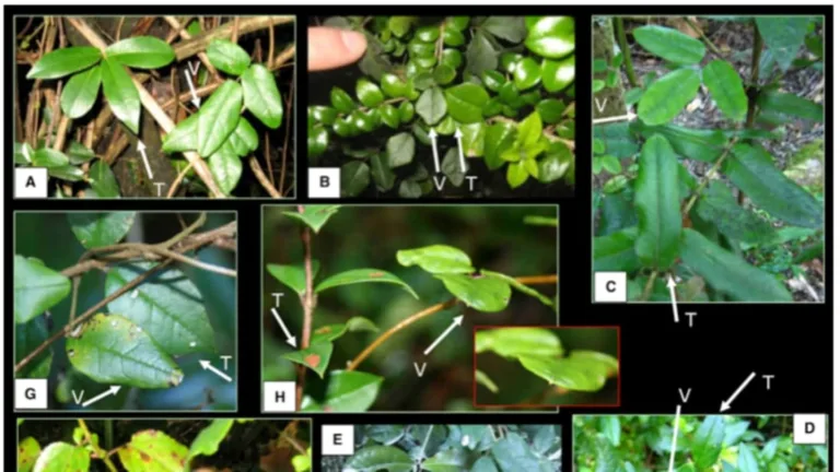 Plants That Camouflage: Amazing Survival Tactics