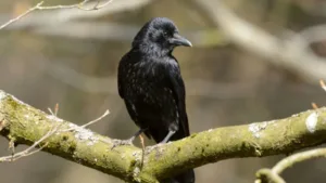 Animals Solving Problems: Amazing Animal Intellect