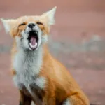 Scariest Animal Noises: Spine-Chilling Sounds from Nature