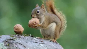 Squirrel Migration: 1968 Great Squirrel Exodus Explained