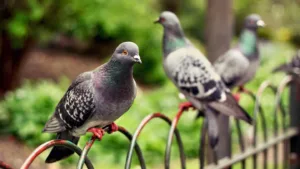 Stool Pigeon Origin: From Decoy Birds to Informer