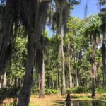 Swamp Voodoo Legend: The Curse of Julia Brown