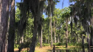 Swamp Voodoo Legend: The Curse of Julia Brown