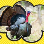 Talk Turkey Origin: History & Meaning