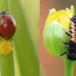 Animals That Transform: Amazing Metamorphosis Across Species
