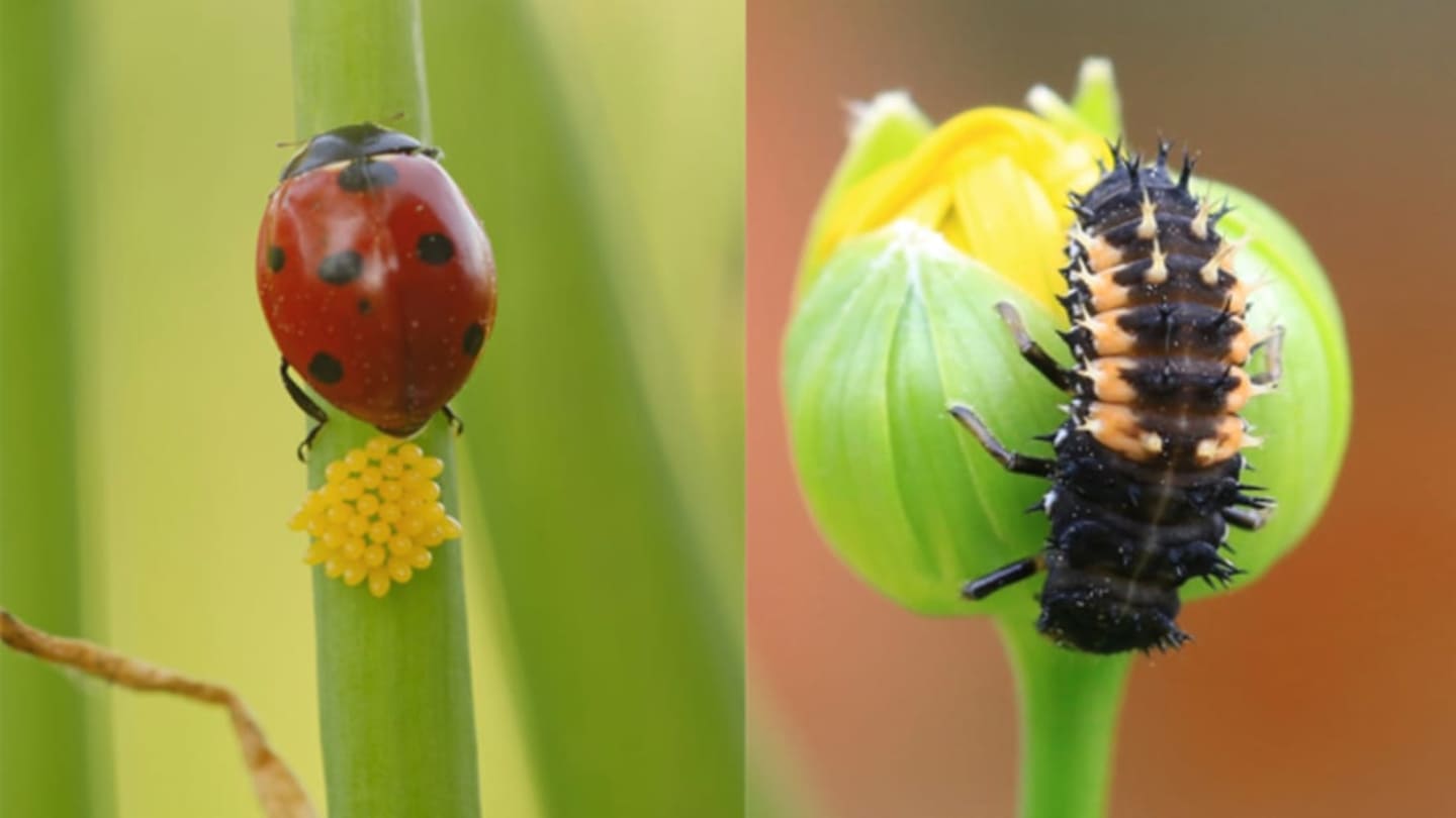 Animals That Transform: Amazing Metamorphosis Across Species
