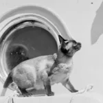 Titanic Cat: The Legend Of Jenny and Her Kittens