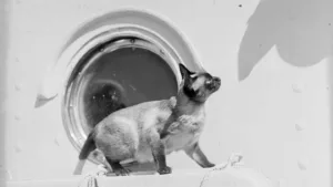 Titanic Cat: The Legend Of Jenny and Her Kittens