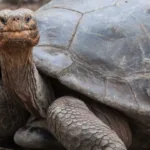 Interesting Tortoise Facts: Shell Sensations & Space Explorers