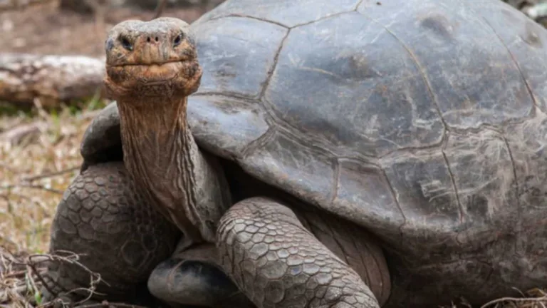 Interesting Tortoise Facts: Shell Sensations & Space Explorers