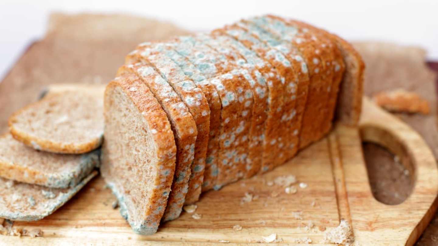 Types of Food Mold with Pictures: Kitchen Recyclers & Their Adaptations