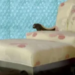 Bubble Wrap Wallpaper: From Failed Decor to Billion-Dollar Packaging