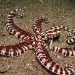 Weirdest Octopus Species: 7 Unique and Fascinating Creatures